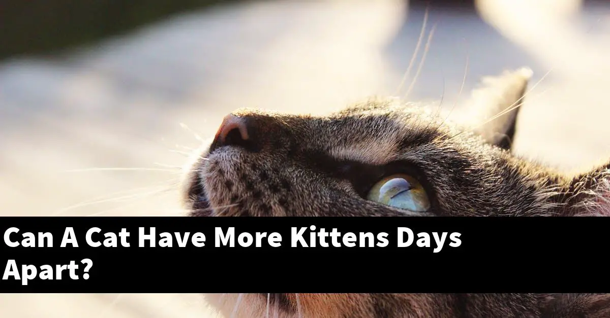 Can A Cat Have More Kittens Days Apart?