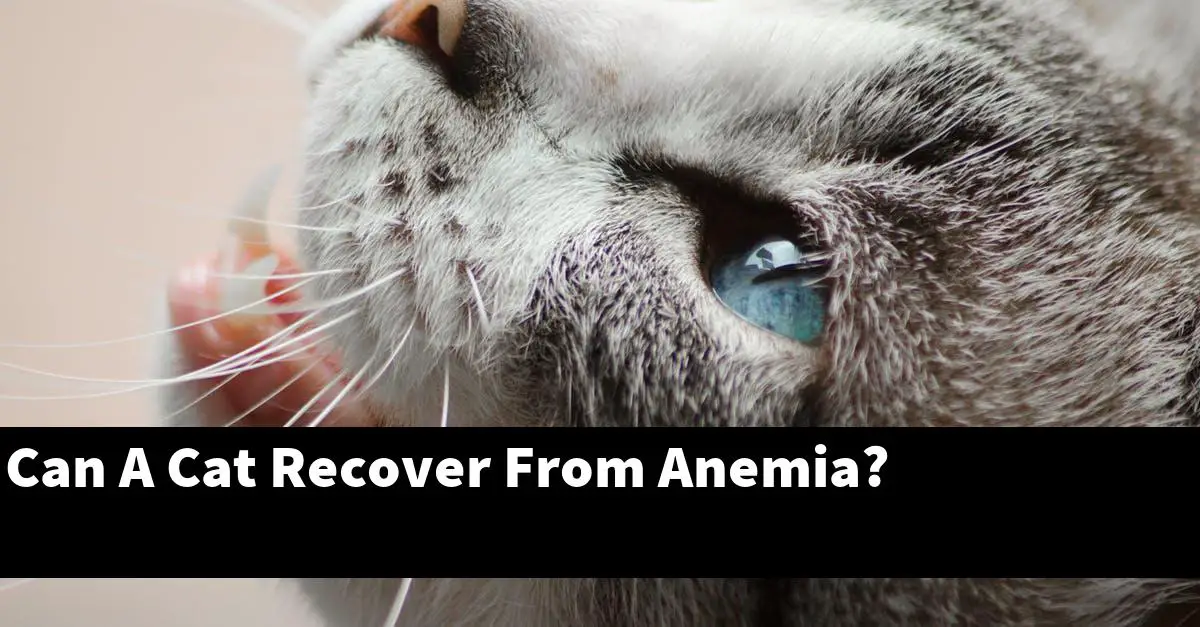 Can A Cat Recover From Anemia?