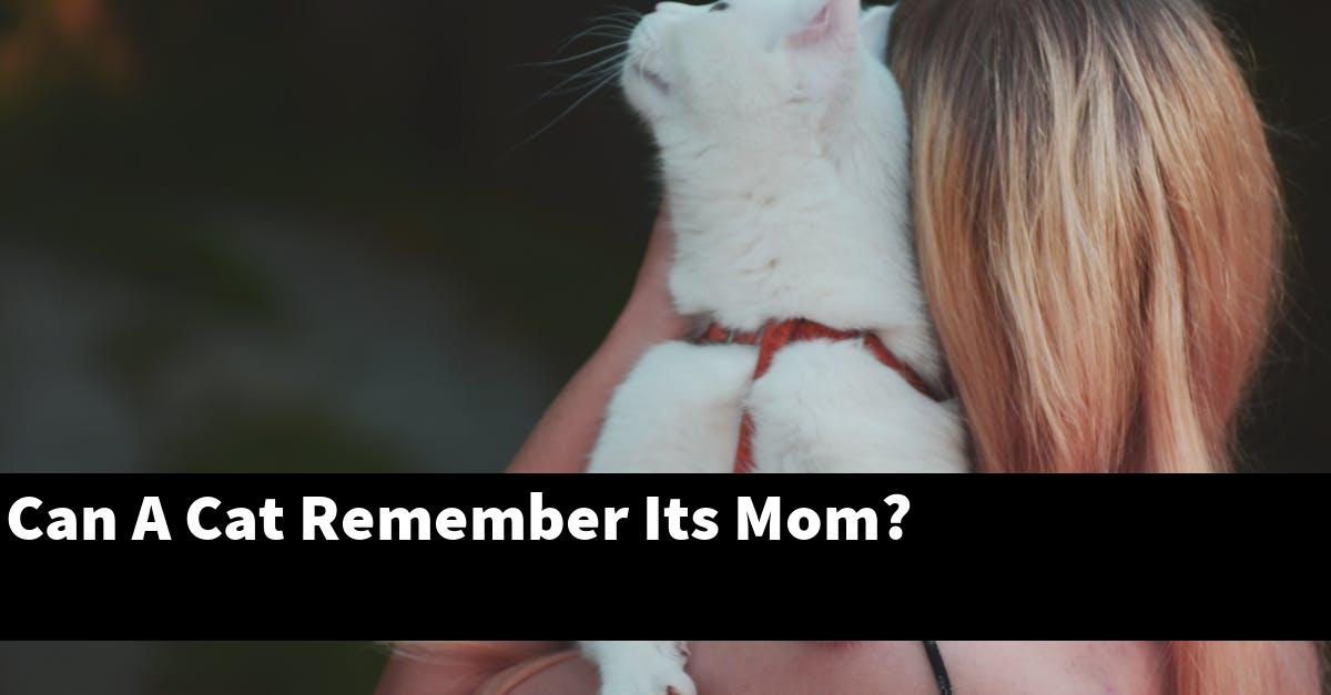 Can A Cat Remember Its Mom?