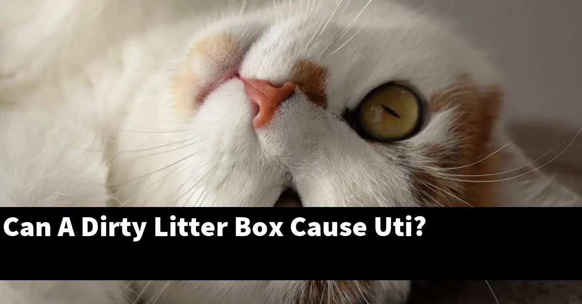Can A Dirty Litter Box Cause Uti?