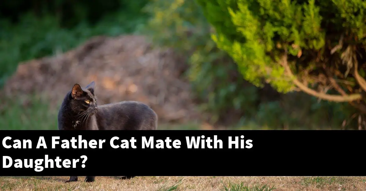 Can A Father Cat Mate With His Daughter?