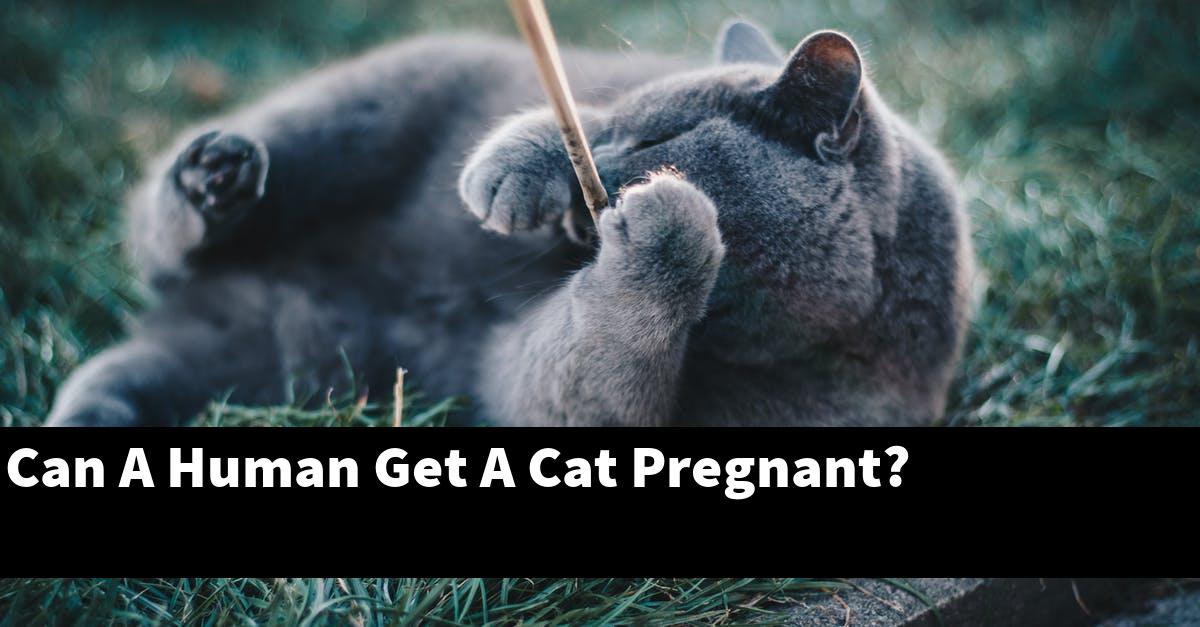 Can A Human Get A Cat Pregnant?