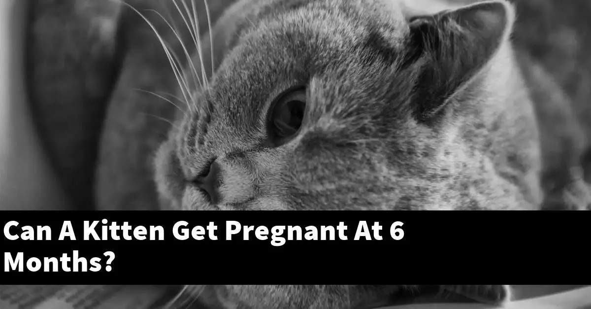 Can A Kitten Get Pregnant At 6 Months?