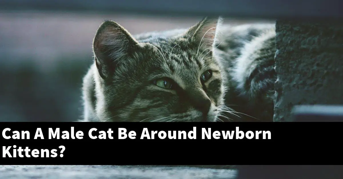 Can A Male Cat Be Around Newborn Kittens?