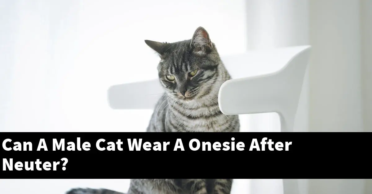 Can A Male Cat Wear A Onesie After Neuter?