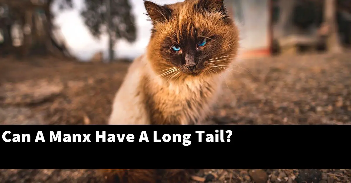 Can A Manx Have A Long Tail?