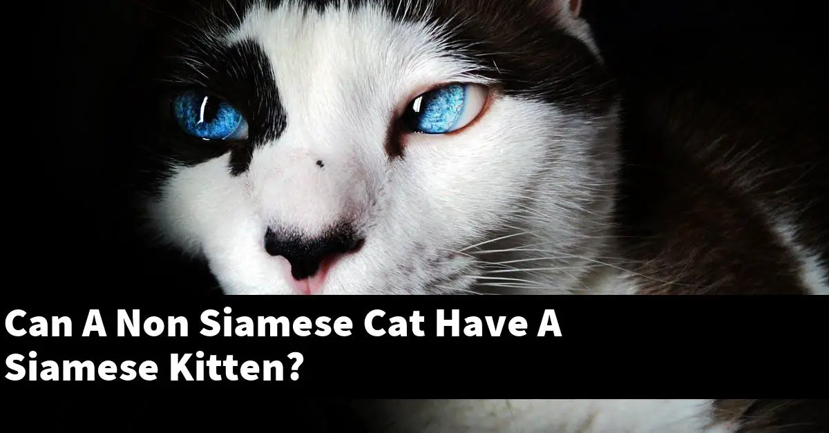 Can A Non Siamese Cat Have A Siamese Kitten?