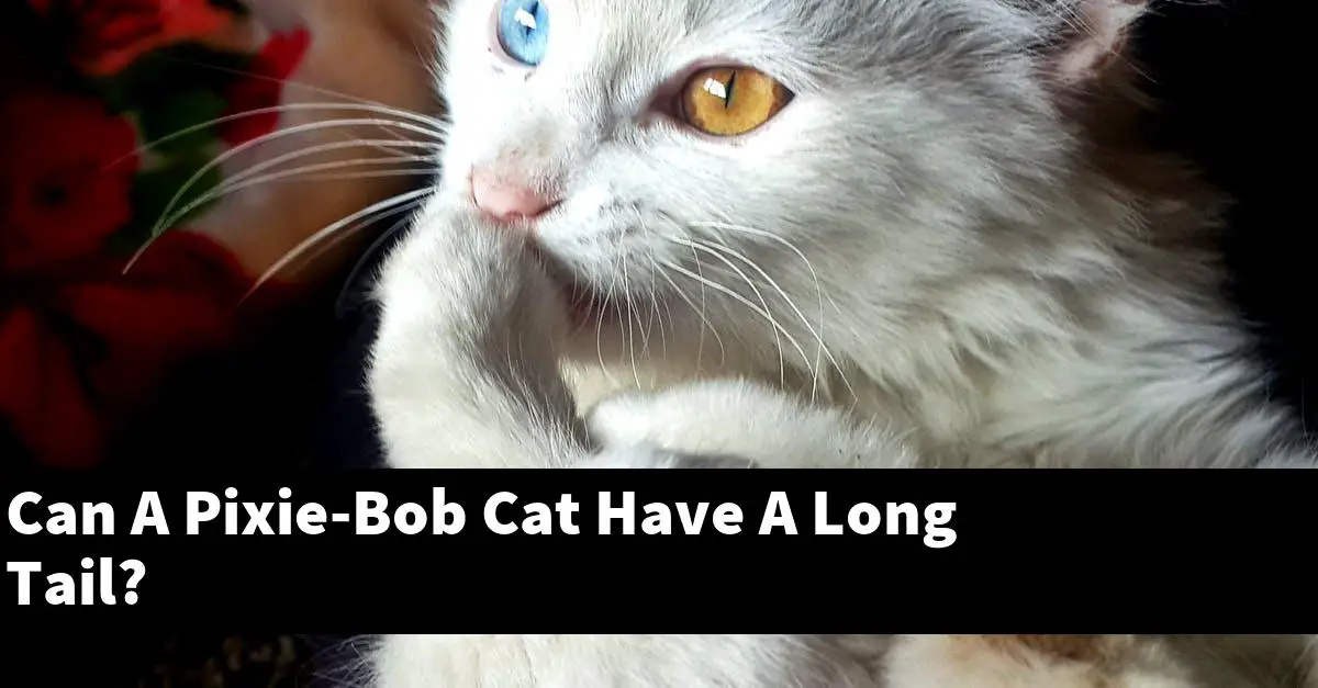 Can A Pixie-Bob Cat Have A Long Tail?