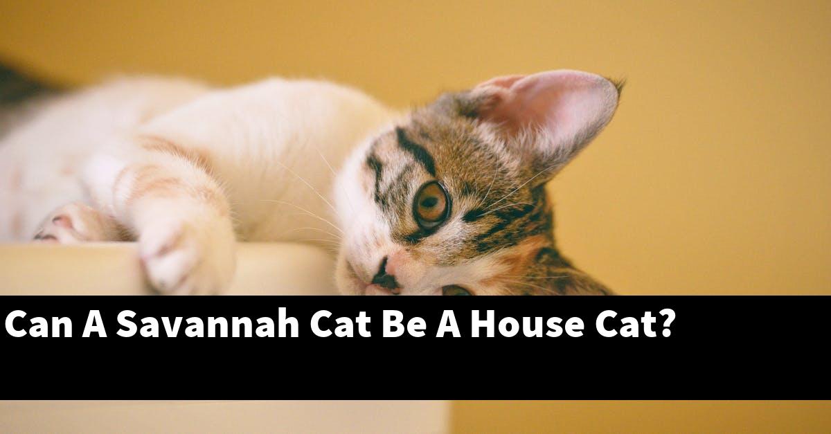 Can A Savannah Cat Be A House Cat?