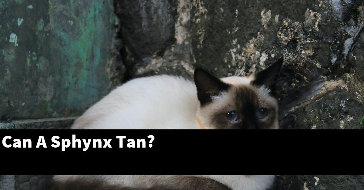 Can A Sphynx Tan?