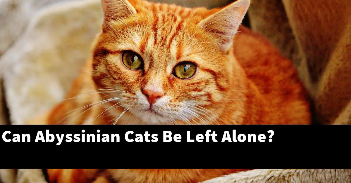 Can Abyssinian Cats Be Left Alone?