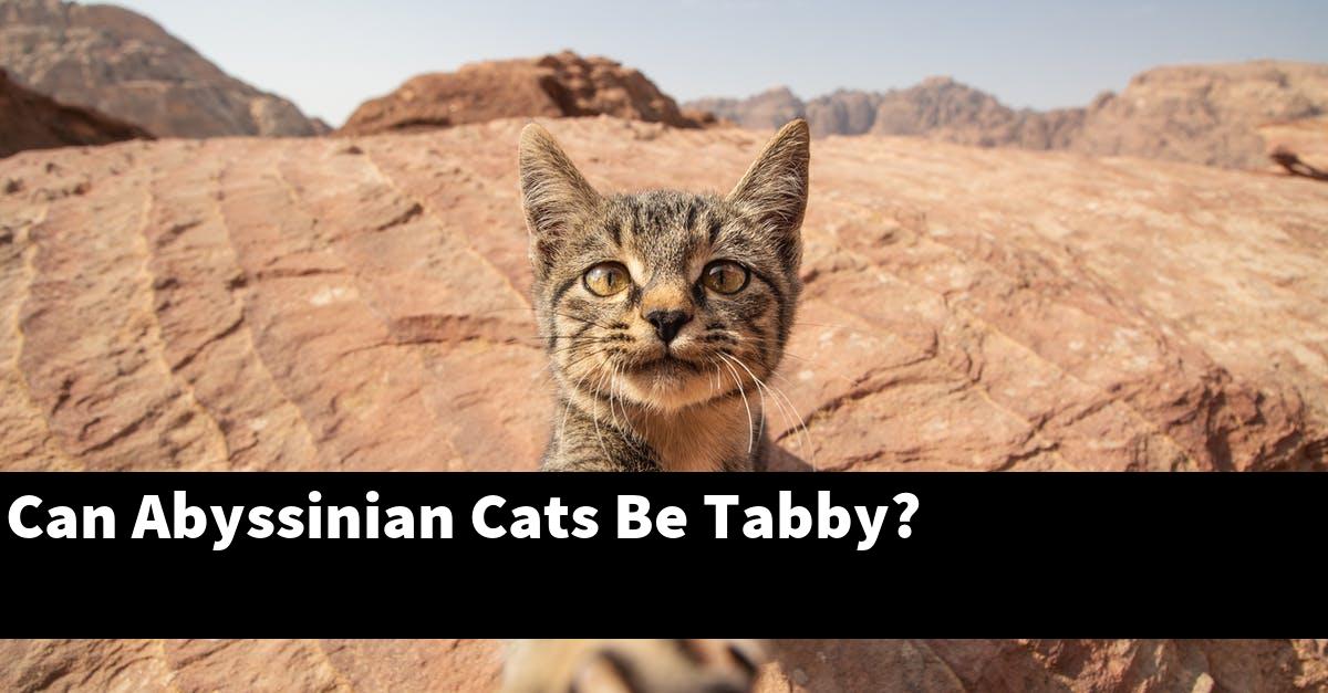 Can Abyssinian Cats Be Tabby?