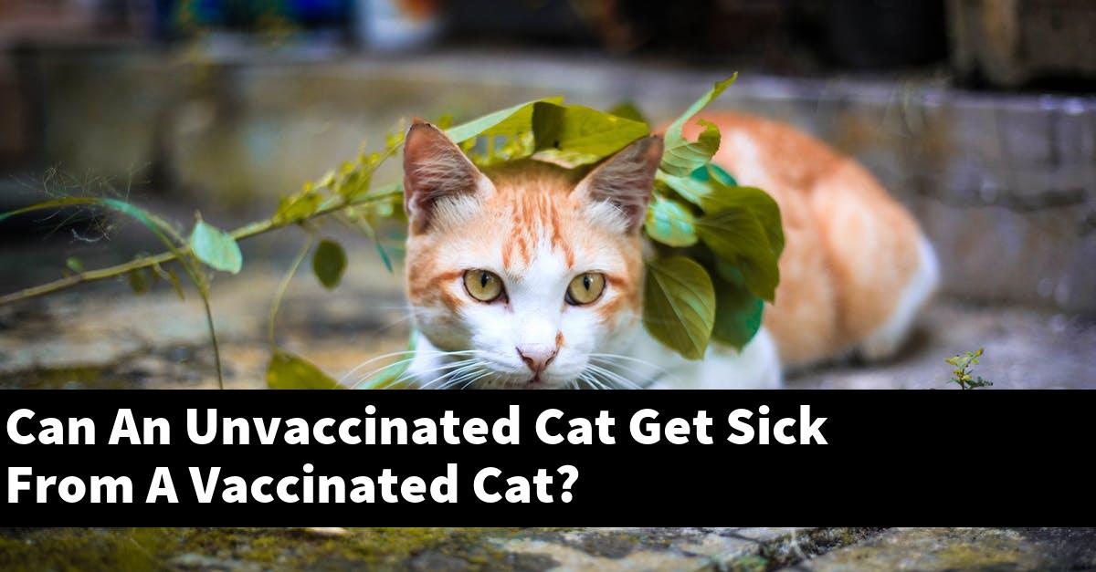 Can An Unvaccinated Cat Get Sick From A Vaccinated Cat?