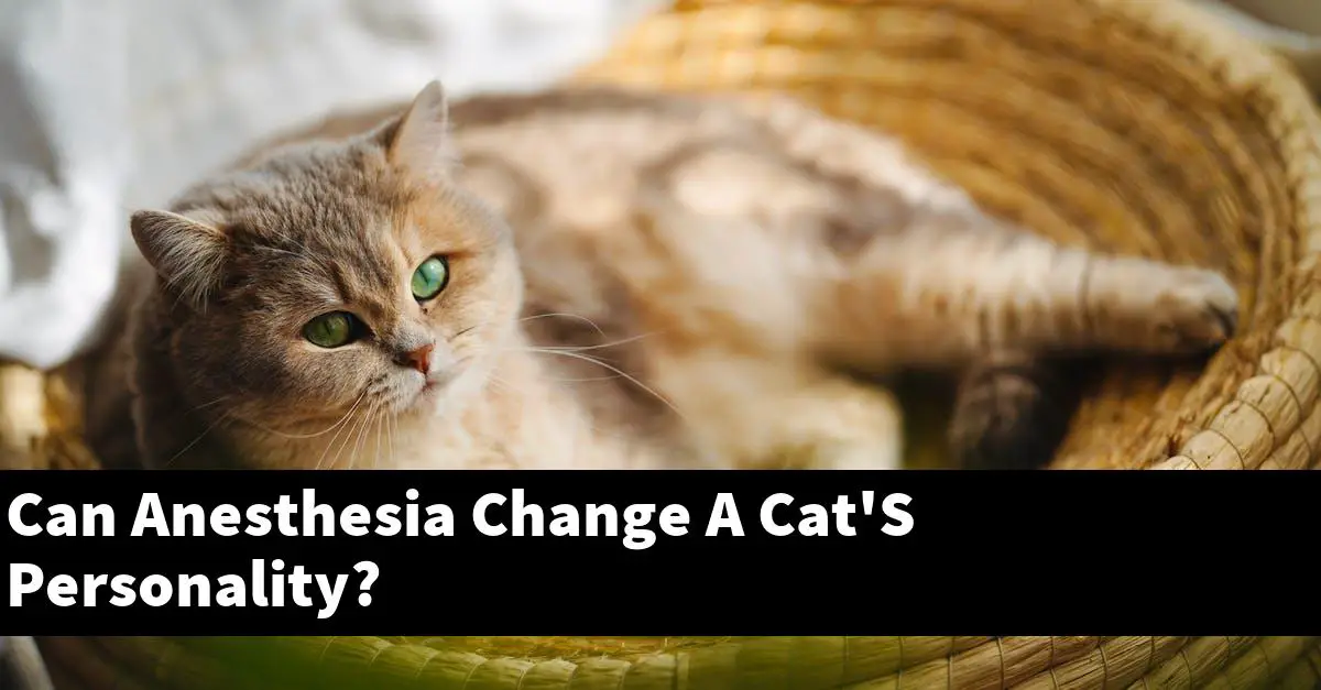 Can Anesthesia Change A Cat'S Personality?