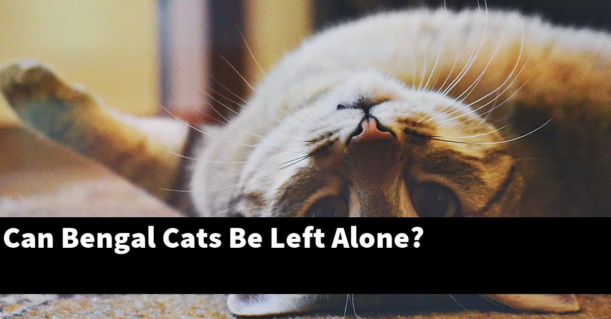 Can Bengal Cats Be Left Alone?