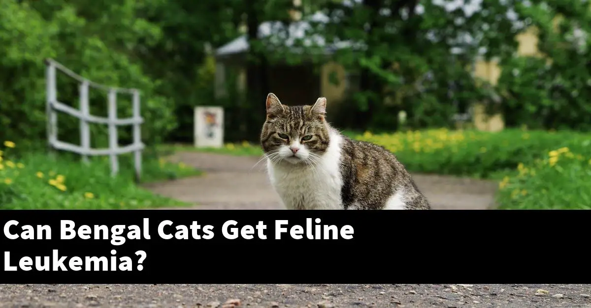 Can Bengal Cats Get Feline Leukemia?