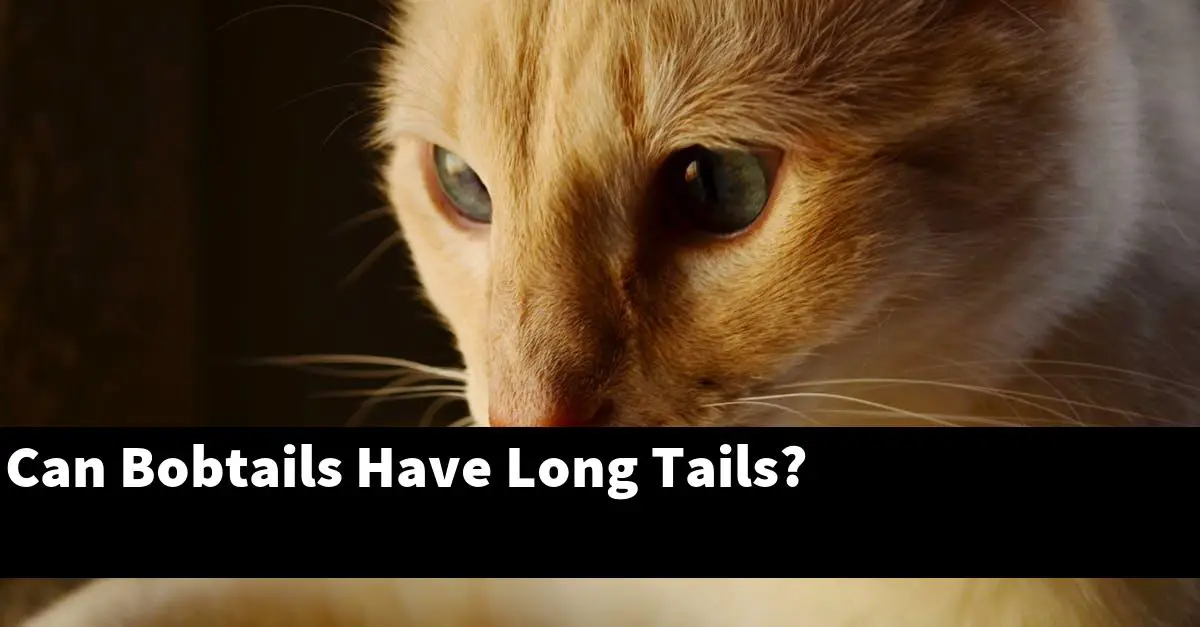 Can Bobtails Have Long Tails?