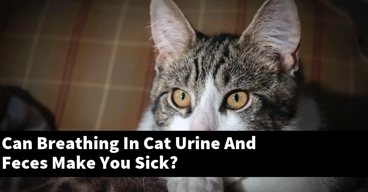 Can Breathing In Cat Urine And Feces Make You Sick?
