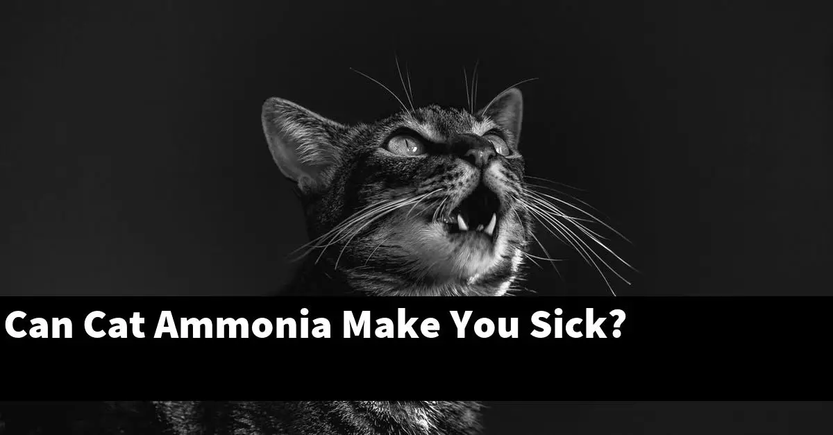 Can Cat Ammonia Make You Sick?