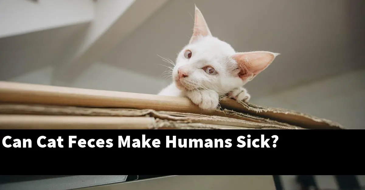 Can Cat Feces Make Humans Sick?