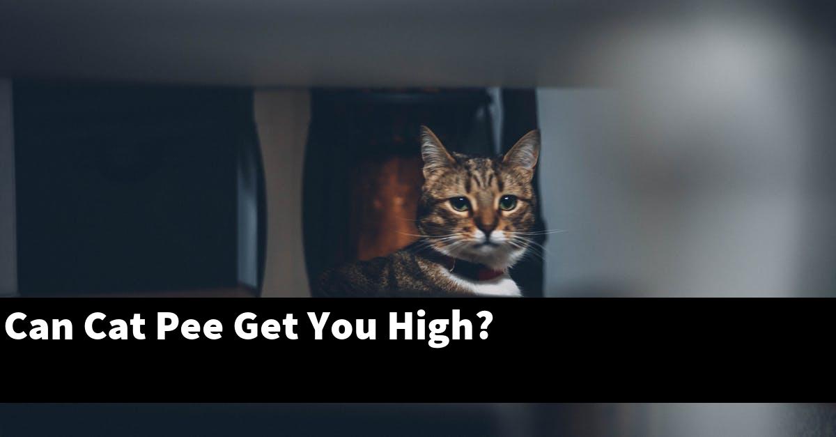 Can Cat Pee Get You High?