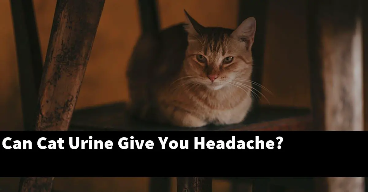 Can Cat Urine Give You Headache?