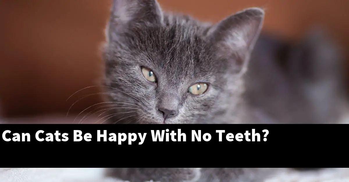 Can Cats Be Happy With No Teeth?