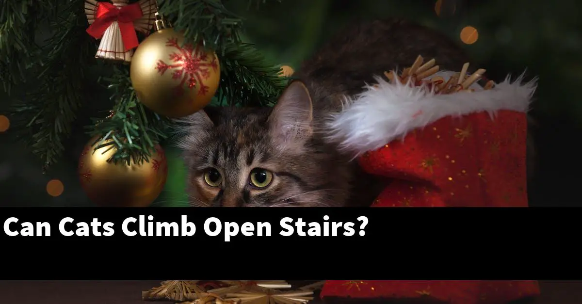 Can Cats Climb Open Stairs?