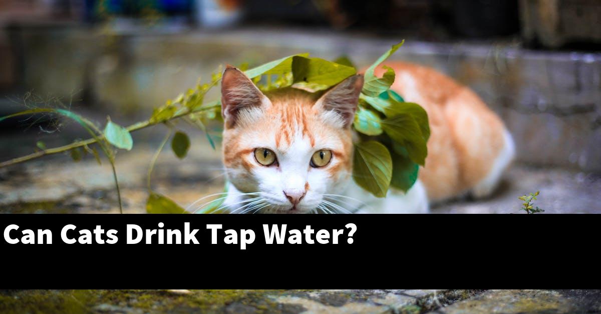 Can Cats Drink Tap Water?