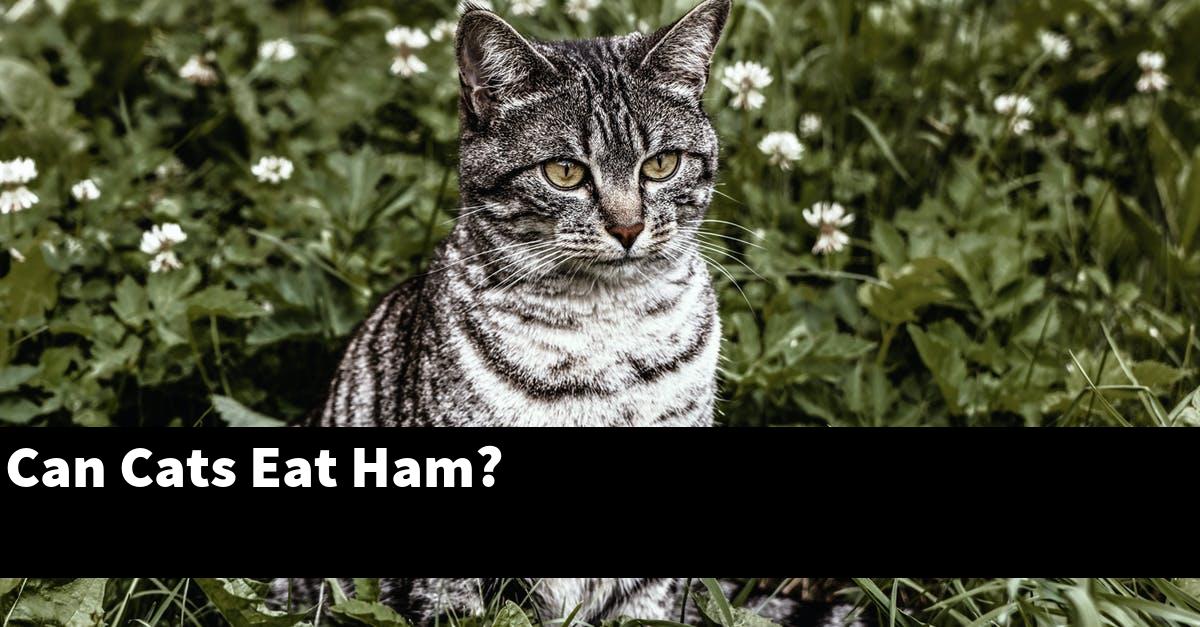 Can Cats Eat Ham?