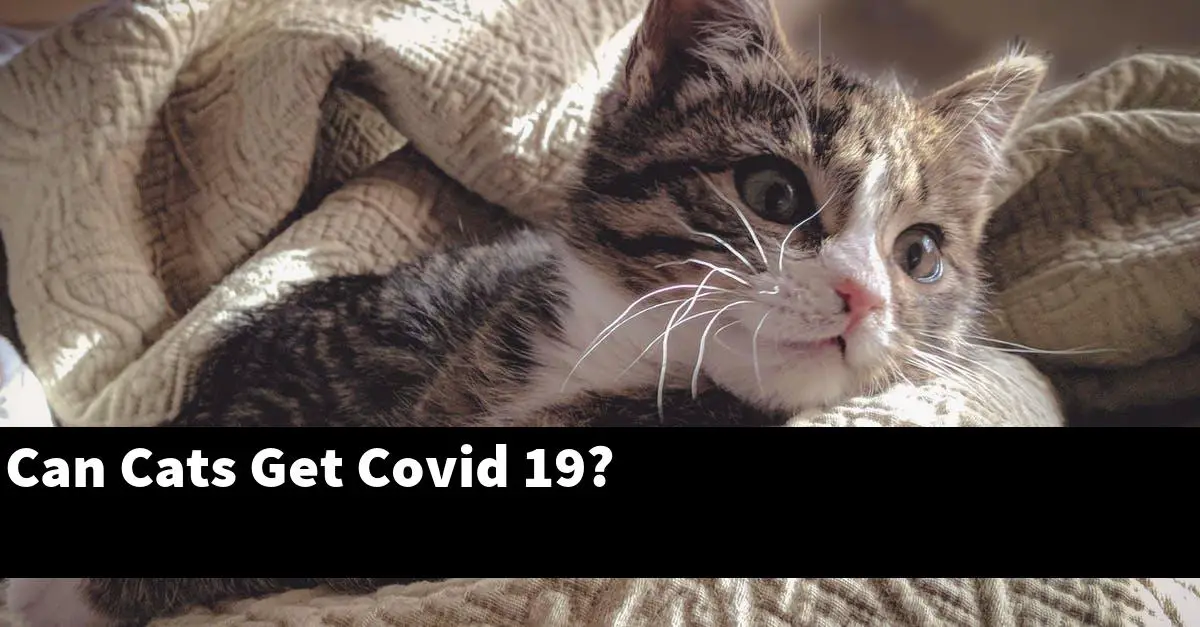 Can Cats Get Covid 19?