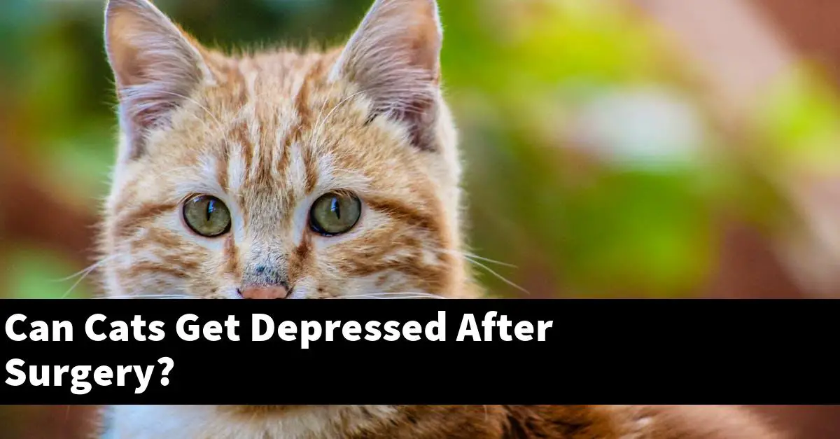 Can Cats Get Depressed After Surgery?