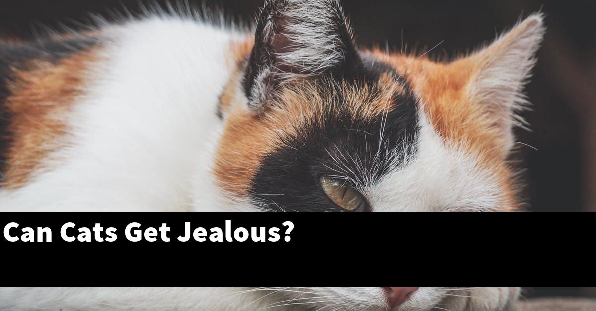 Can Cats Get Jealous?