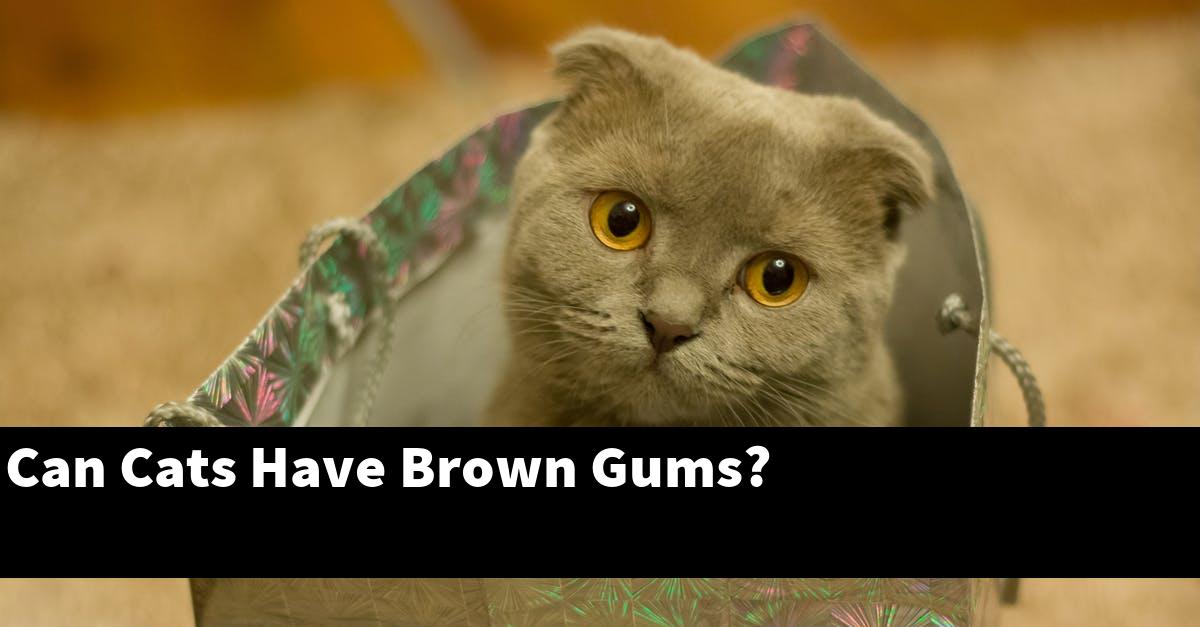 Can Cats Have Brown Gums?