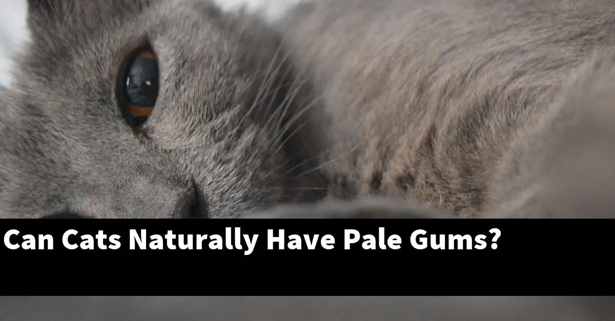 Can Cats Naturally Have Pale Gums?