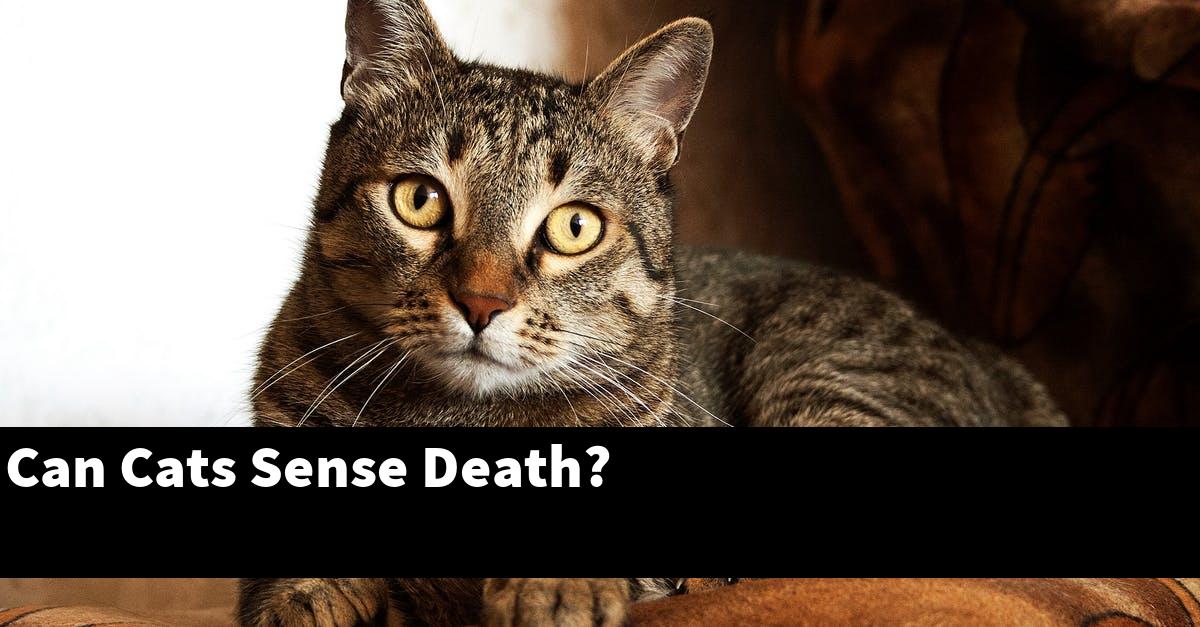 Can Cats Sense Death?
