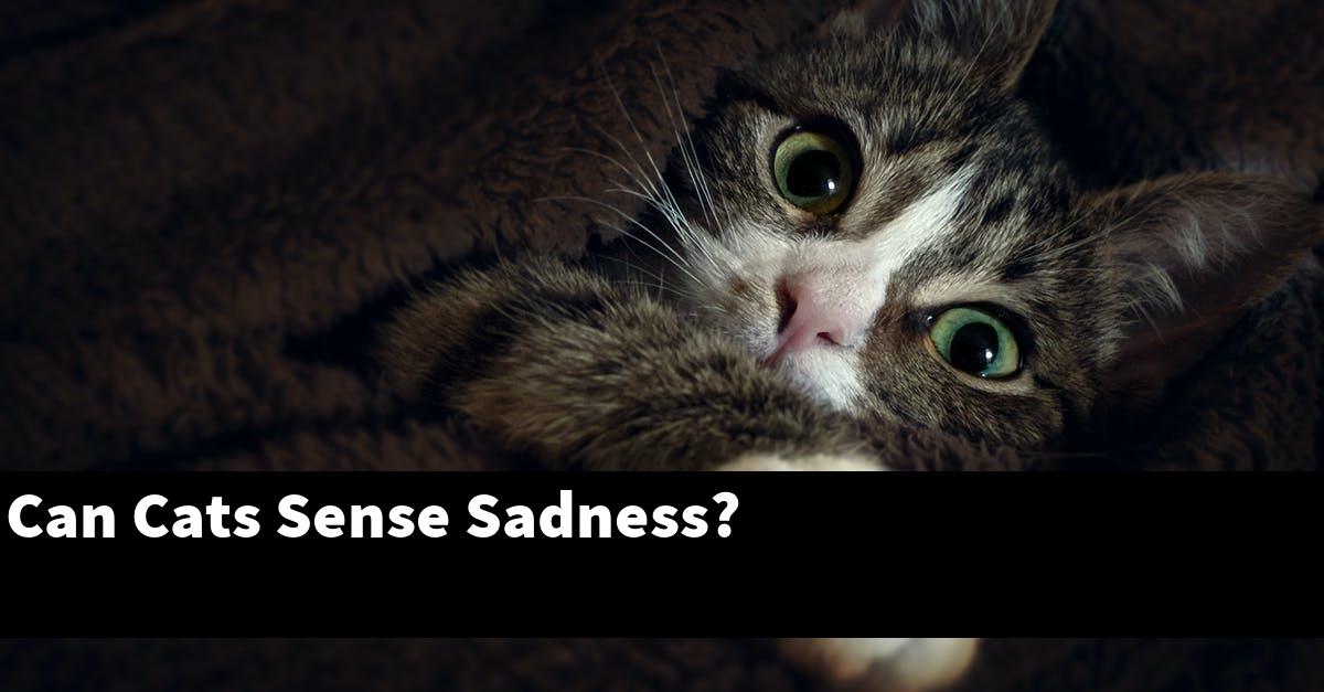 Can Cats Sense Sadness?