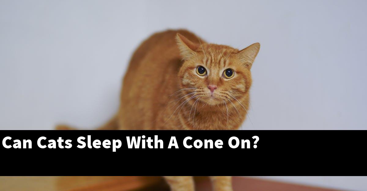 Can Cats Sleep With A Cone On?