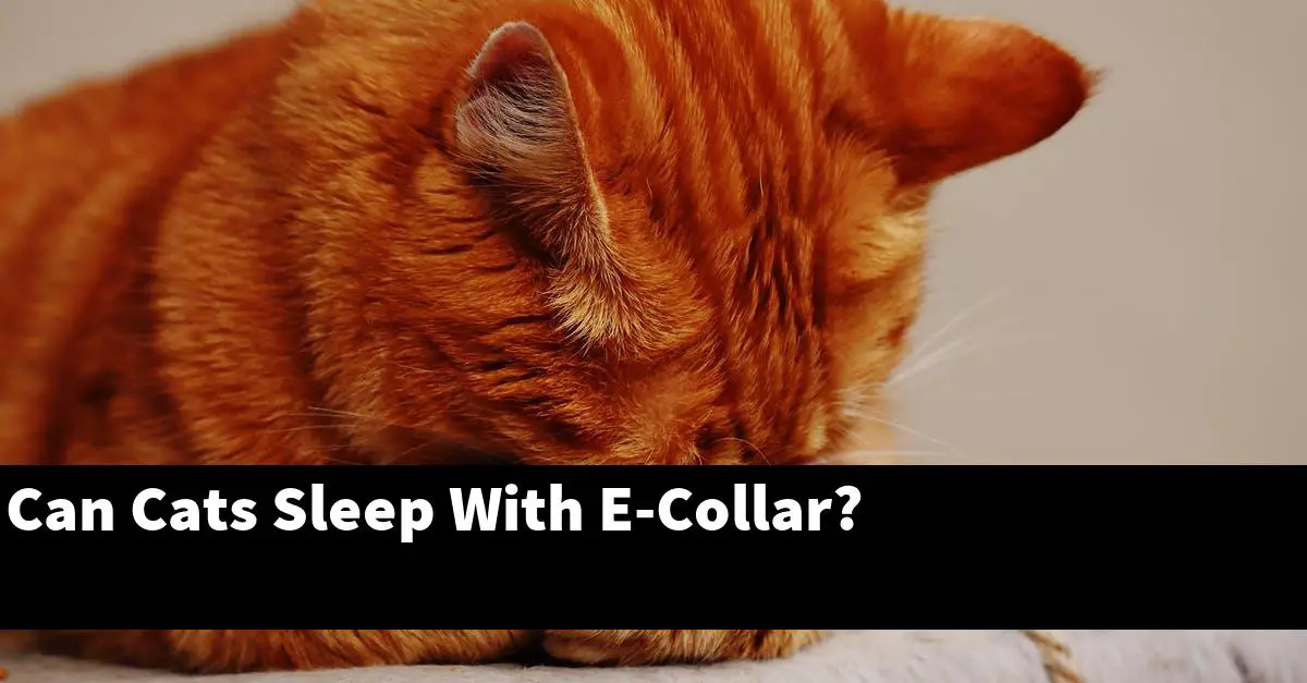 Can Cats Sleep With E-Collar?