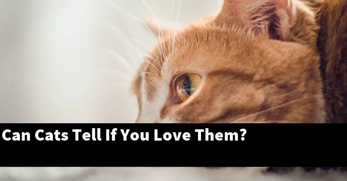 Can Cats Tell If You Love Them?
