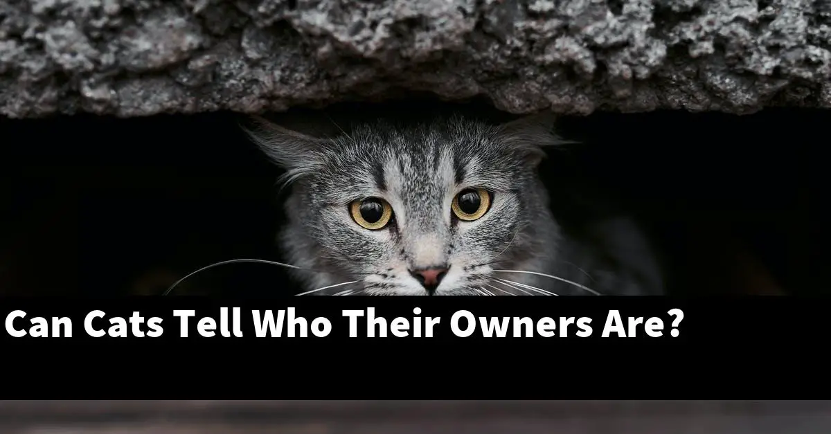 Can Cats Tell Who Their Owners Are?