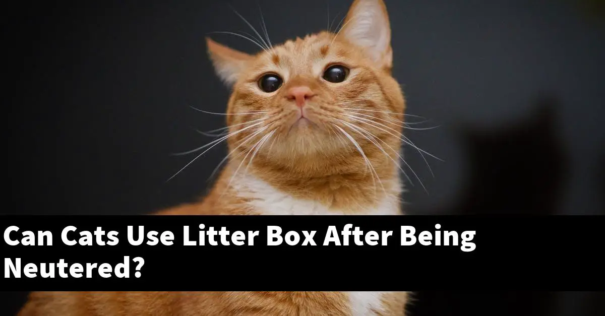 Can Cats Use Litter Box After Being Neutered?