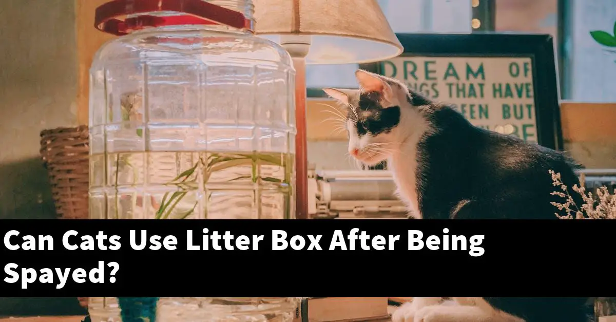 Can Cats Use Litter Box After Being Spayed?