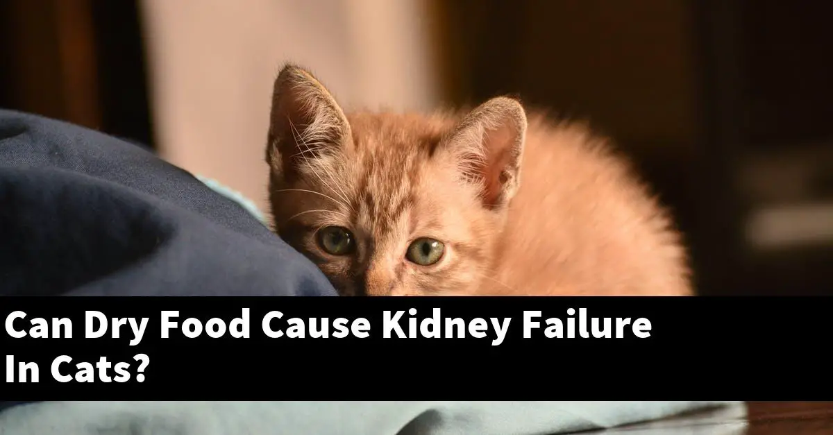 Can Dry Food Cause Kidney Failure In Cats?