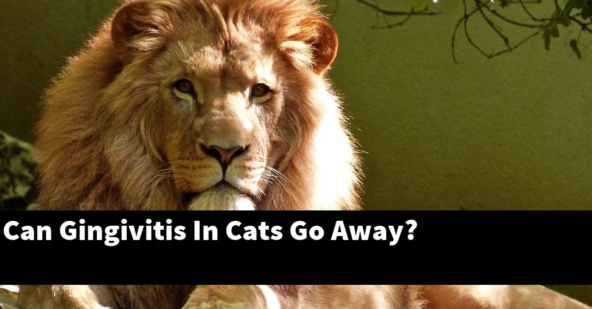 Can Gingivitis In Cats Go Away?