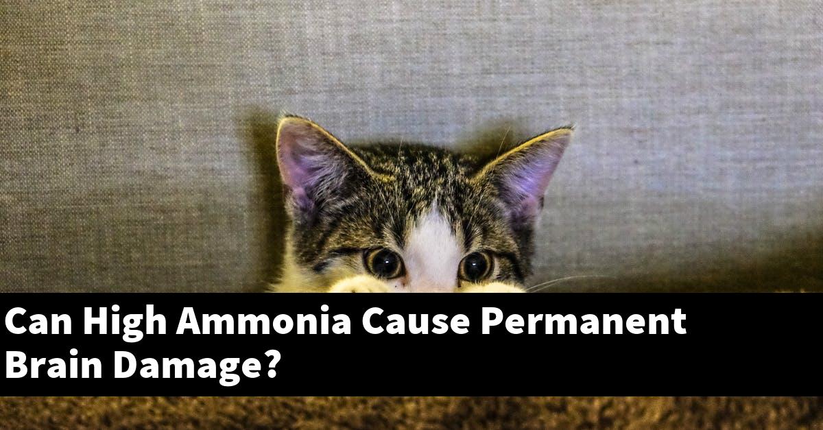 Can High Ammonia Cause Permanent Brain Damage?