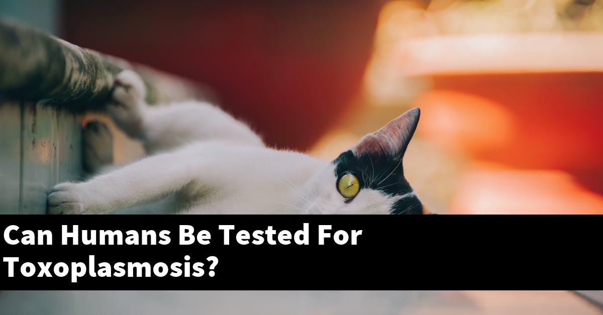 Can Humans Be Tested For Toxoplasmosis?