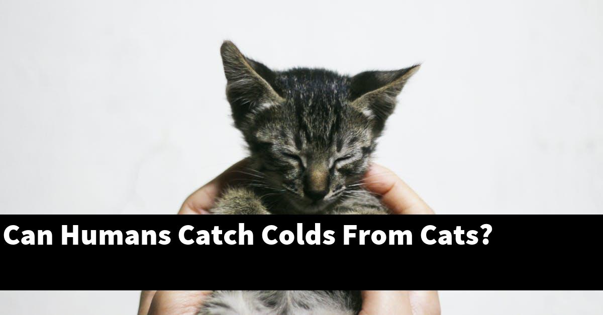 Can Humans Catch Colds From Cats?