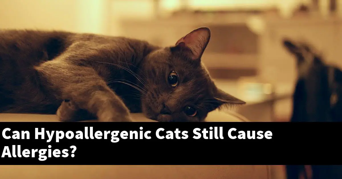 Can Hypoallergenic Cats Still Cause Allergies?