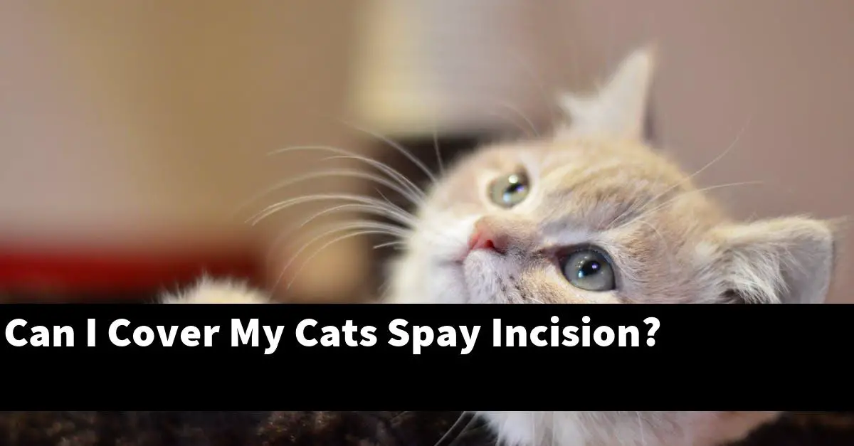 Can I Cover My Cats Spay Incision?